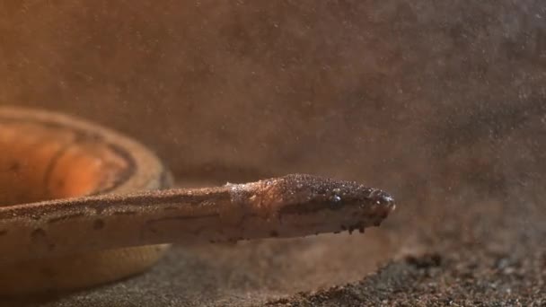 Beautiful Shot Slowly Moving Giant Snake — Stockvideo