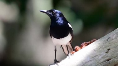 Oriental magpie robin bird feeding chicks