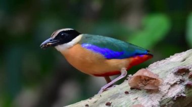 çok renkli mavi kanatlı pitta kuş yemi