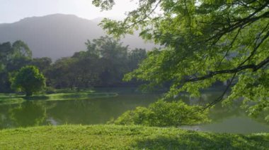 Beautiful morning view of tree reflection at Taiping Lake Garden Perak in Malaysia. A famous place to the visit.