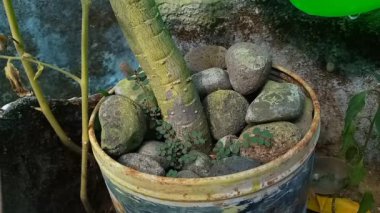 A closeup footage of the process of watering a flowering plant on a sunny day