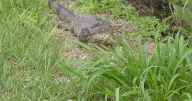 A closeup shot of an invasive iguana foraging on the field in Florida, USA
