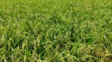 A mesmerizing shot of green fresh grass blowing on a windy day