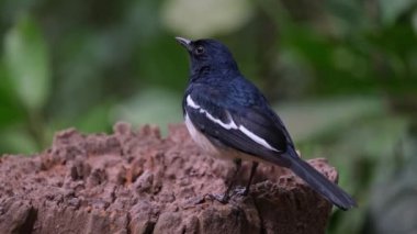 Seen in from its back looking to the left while perched on a stump, Oriental magpie-robin Copsychus saularis