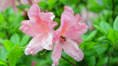 Uçan bir arı ve tozlaşan pembe açelya çiçeklerinin yakın plan çekimi.