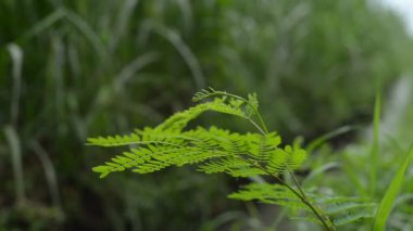 A closeup of a green plant blowing in the wind
