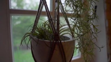 A green plant growing in a plants pot hanging with ropes by the window during daytime in a cabin in Elburg, Netherlands.