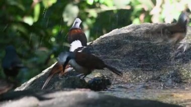 A flock taking turns to jump into the water to bathe during a hot afternoon, White-crested Laughingthrush, Garrulax leucolophus, Thailand.
