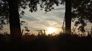 Sunset - trees and fence. Simple footage