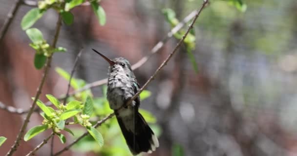 Hummingbird Perched Tree — Vídeo de stock
