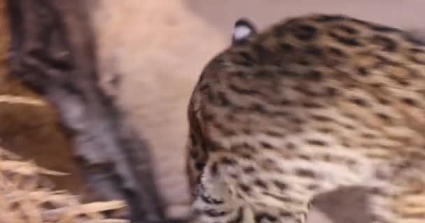 Сервала Leptailurus Serval Зоопарке — стоковое видео