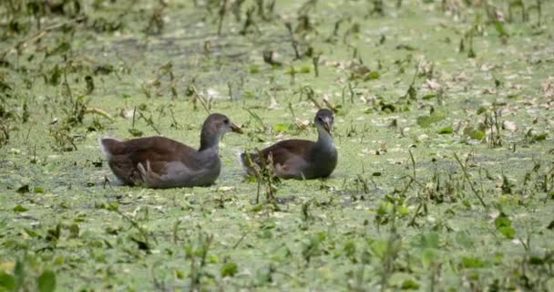 Couple Juvenile Moorhen Florida Wetlands Usa — Vídeos de Stock