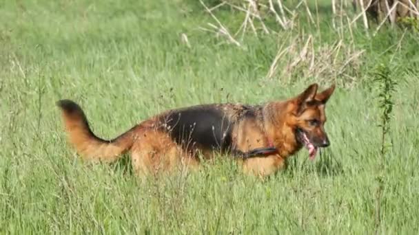 Funny German Shepherd Resting Open Air — Stockvideo