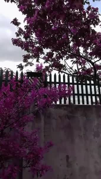 Vertical Fence Wall Surrounded Trees Filtered Purple Leaves — Stockvideo