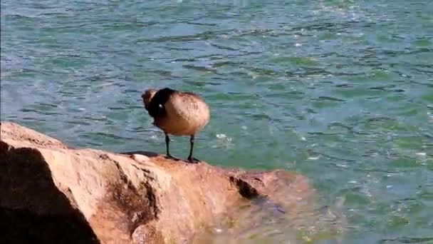 Canada Goose Standing Stone River Cleaning Itself Niagara Falls Ontario — Vídeo de Stock