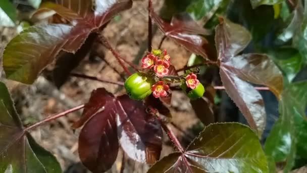 Macro Footage Tiny Green Quince Its Blossoming Flowers — Video