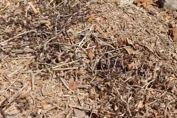 Close Many Ants Ground Nature Wild — Stockvideo