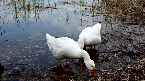 Two White Geese Lake Shore — Vídeos de Stock