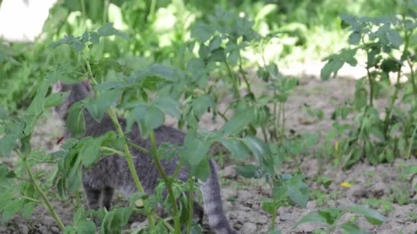 Cute Cat Red Necklace Walking Agricultural Field — Vídeo de stock