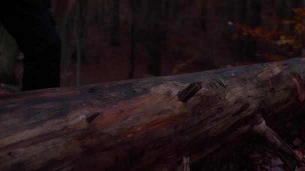 那个人用斧头砍树树干的镜头 — 图库视频影像