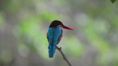 A selective focus of a White-throated Kingfisher on a tree branch in Thailand