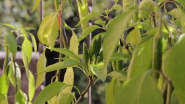A view of a chili pepper plant with green leaves waving and moving from the wind in spring or summer