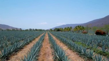 Tekila hava manzarası yapmak için tarlada mavi agave tarlası