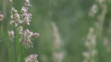 Rüzgâr tarafından savrulan phragmites australis otlarının yakın çekimi.