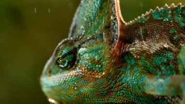 Chameleon in rainforest shot at 1000fps