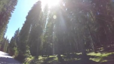 Green trees and blue sky with shining sun from a moving car
