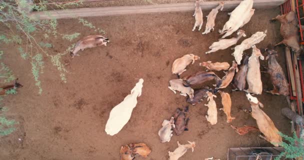 Aerial View Cow Calf Farm Rural Life — Stockvideo