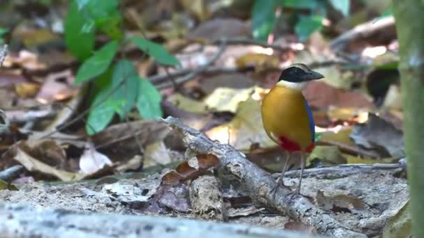 Multi Coloured Blue Winged Pitta Bird Feeding — Vídeos de Stock