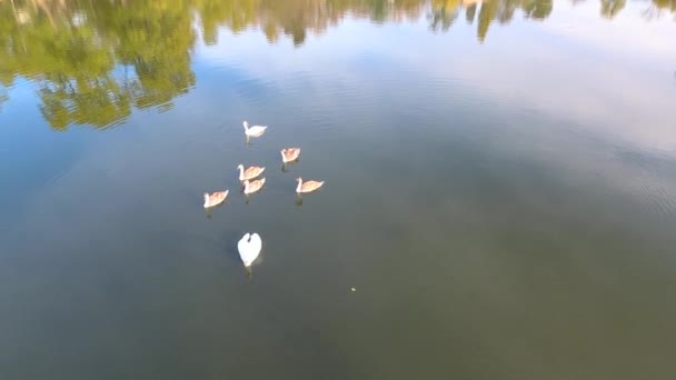ウクライナのZhytomyrのTeteriv川で白鳥の家族のドローンビュー — ストック動画