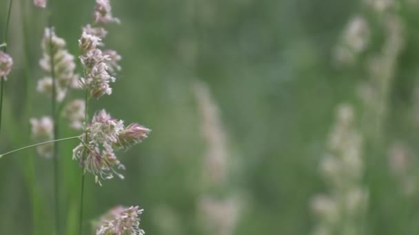 Close Phragmites Australis Grama Movendo Ser Soprado Pelo Vento — Vídeo de Stock