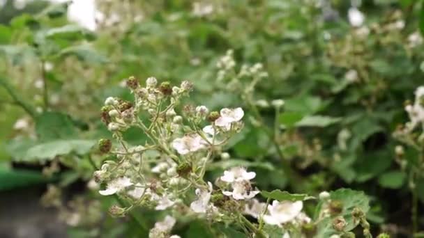 Blackberry Bush Blowing Wind Bee Lands Flowers Pollinate Them — Vídeos de Stock