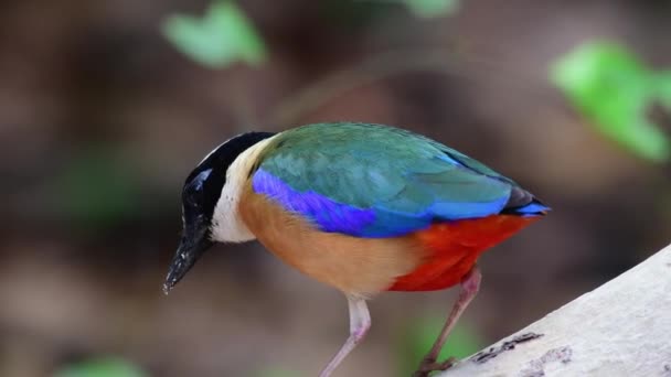 Mehrfarbige Blaue Geflügelte Pitta Vogelfütterung — Stockvideo