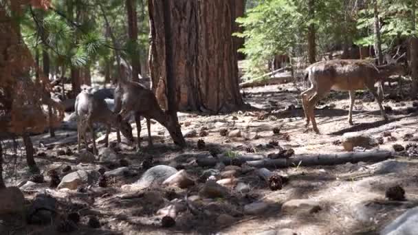 晴れた日に森の中に三匹の鹿 — ストック動画