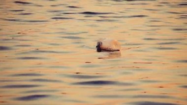 Atılmış plastik su şişesi dalgalar boyunca yüzüyor ve sularımızın kirliliğini gösteriyor.