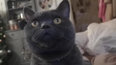 Oturup televizyon izleyen sevimli gri bir kedinin yakın çekimi.