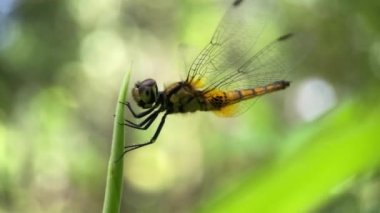 Rüzgarlı bir günde bir yusufçuk indi ve bir yaprağın üstüne dinlendi. Bokeh efektli bulanık arkaplan. Macro mobil ya da yakın çekim doğa videosu. Böcekler