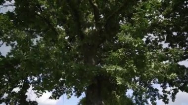 Rüzgarda dalgalanan bir ağacın yaprakları açık havada