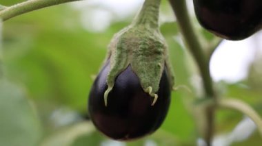 Bir çiftlikteki patlıcan meyvesinin yakın plan fotoğrafı bulanık bir arkaplanda.