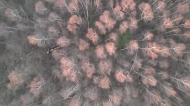 Ormandaki sık ağaçların insansız hava aracı görüntüleri.
