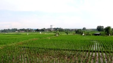 Karawang, Endonezya 'daki pirinç tarlasının havadan görünüşü