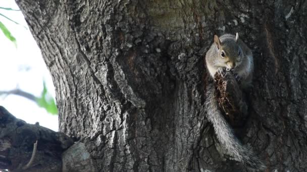 Ein Blick Auf Ein Schönes Amerikanisches Grauhörnchen Auf Einem Baum — Stockvideo