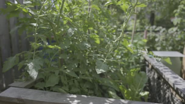 Plantas Verdes Jovens Que Crescem Cama Jardim Dia Ensolarado — Vídeo de Stock