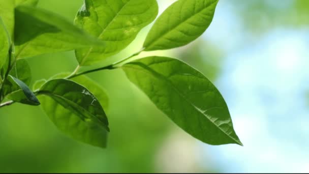 Zbliżenie Ujęcie Zielonych Liści Drzewa Rozmytym Tle — Wideo stockowe