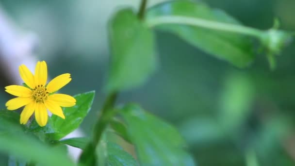 Video Girasoli Erba Gialla Fiori Primaverili Nel Prato Uno Sfondo — Video Stock