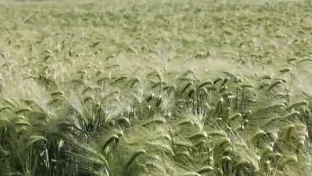 Champ Céréales Aux Oreilles Vertes Balançant Lentement Dans Vent — Video