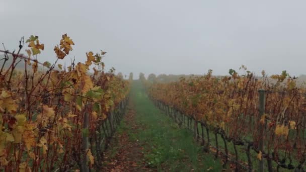 Krásný Výhled Vinice Groot Constantia Wine Farm Kapském Městě Ranní — Stock video